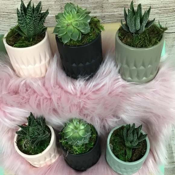 Other - 1 live Adorably Cute Succulent In Planter